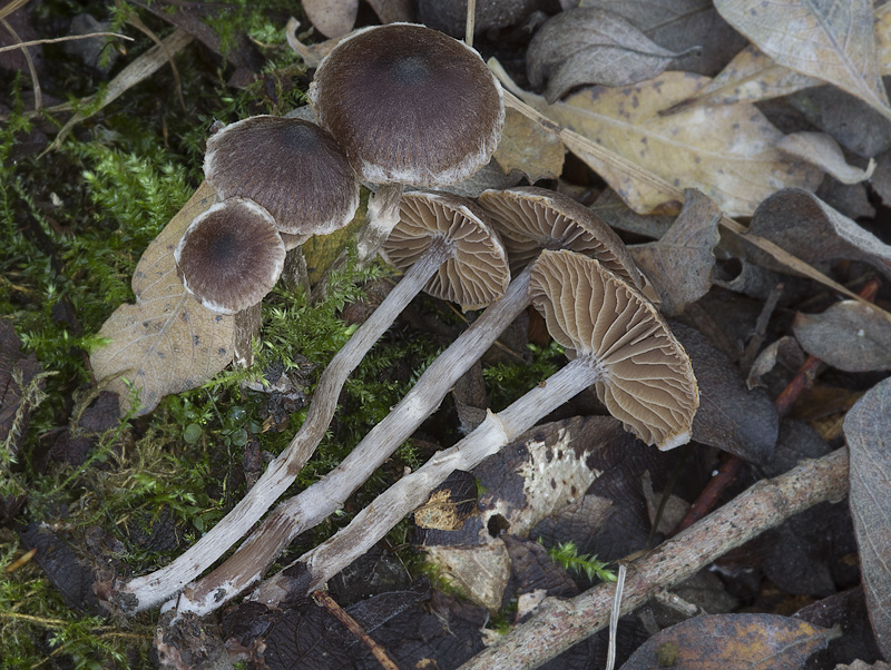 Cortinarius decipiens